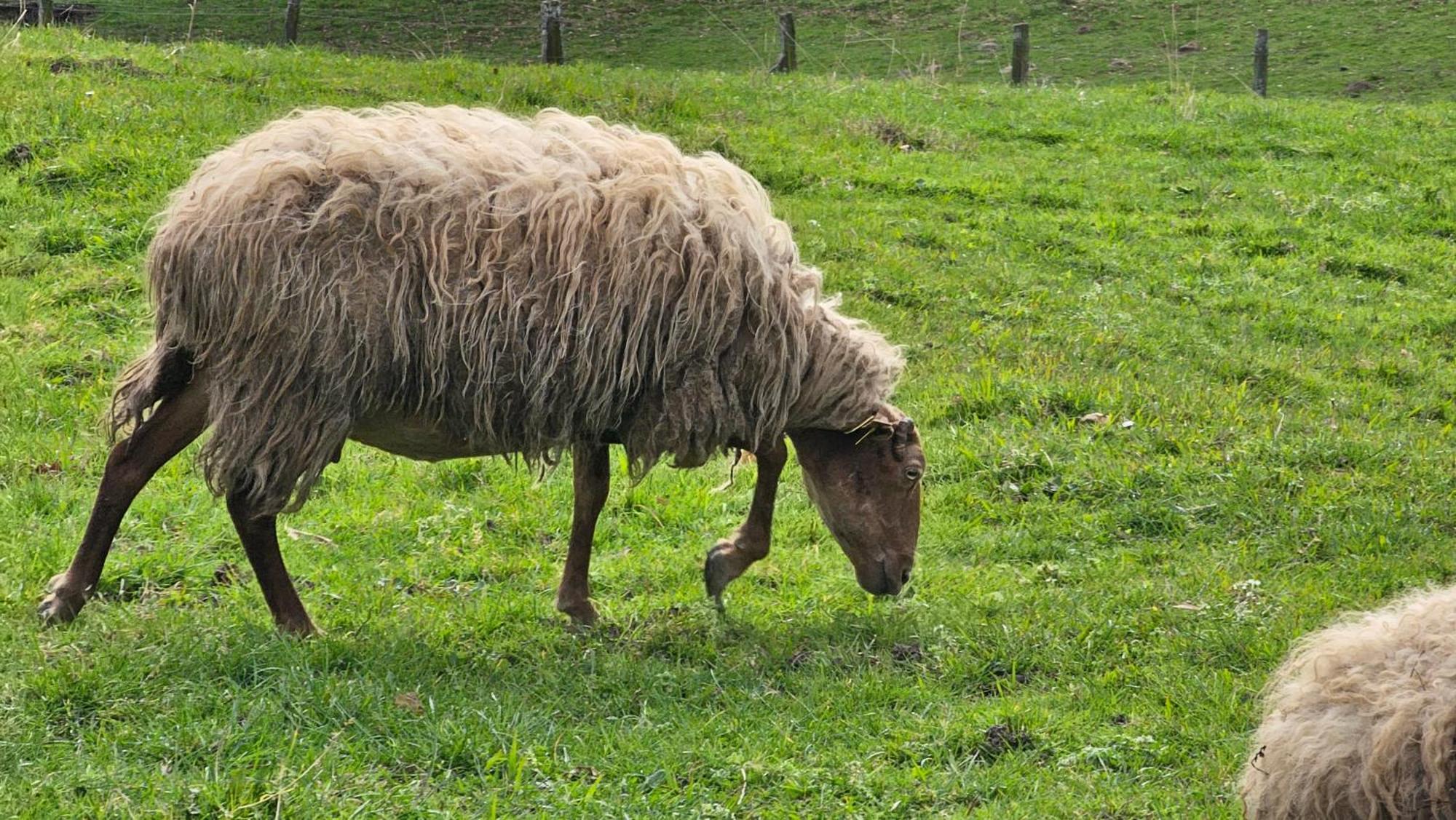 Casa Rural Simonan Borda Oiartzun Pokój zdjęcie